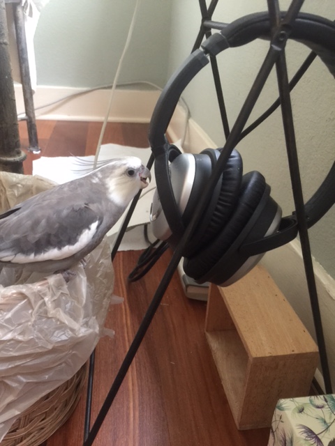 Oh yes.... testing....testing....SHRIEK.....SQUAWK....testing 1-2-3...