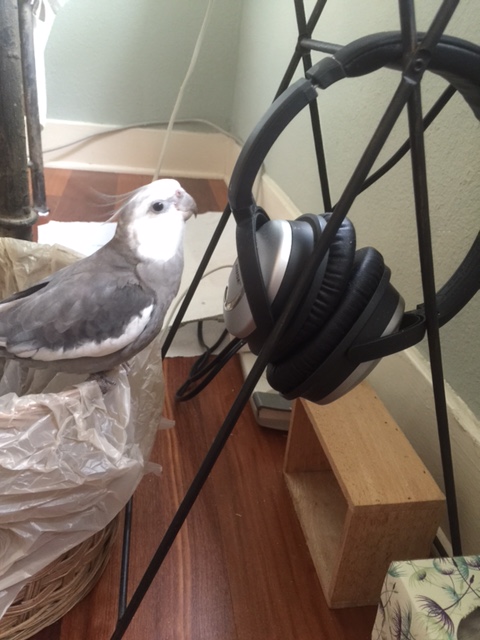 By the way, have I complimented you on your coloration? I would have chosen white over black, but the silver-grey color is a real winner!