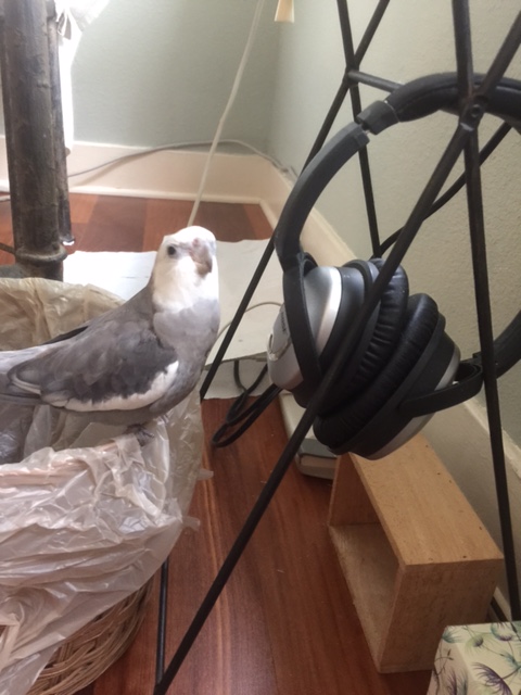 What do you mean we need more than just a pair of headphones to record my podcast? It's shiny, it's grey, I look good next to it - works for me!