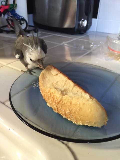 No - don't worry - she always falls for this one.