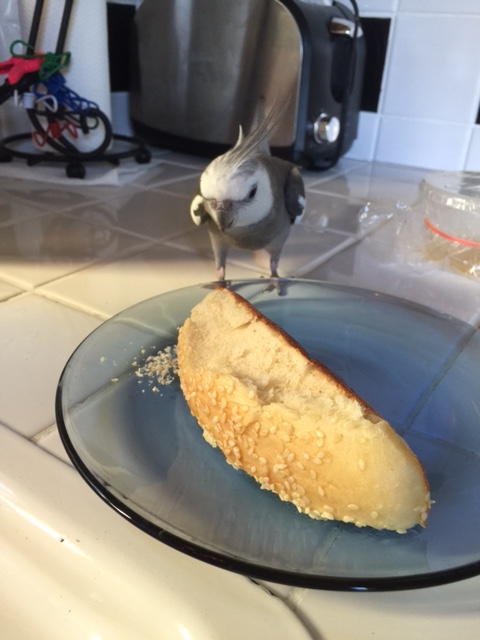 Hello - I'm Pearl and I'm famous and feathery. And - if you don't mind me saying so - you look delicious!