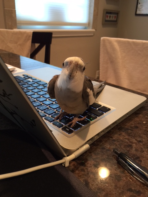 Yup - she ran off to search for your smaller flashing cousin. Knew it.