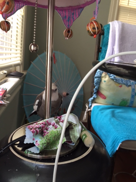 At first, it can be very hard to spot the genie of the lamp....on account of how they are so good at "covert lamp occupation."