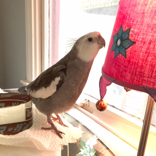 Well, you see, what you need is a "large featherless assistant." You train your assistant to do everything else so you can focus on prettiness.