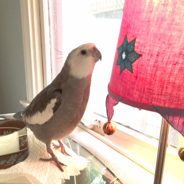 Poor thing. She keeps asking for tips, but she can't grow any feathers....so what can I do?