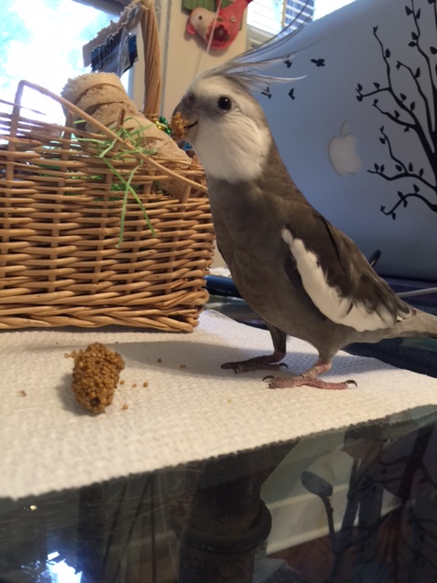 All the while keeping a look out for poachers....