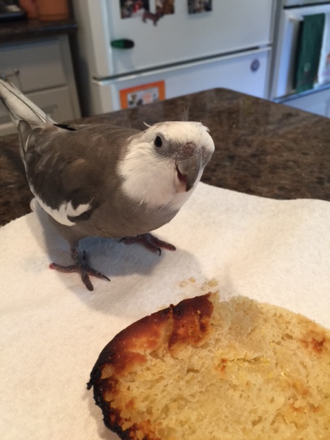 Thanks for showing Mr. Muffin in, Mom. We've been having a hard time finding a good time to meet! 