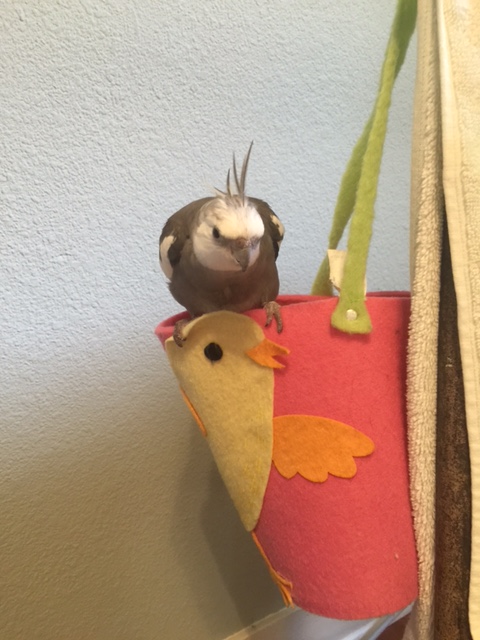 And watching (with a little bit of glaring thrown in for good measure)....