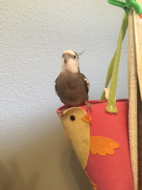 Break for CUTENESS! CUTENESS! CUTENESS! (to the faint sounds of drooling predators slinking away....)