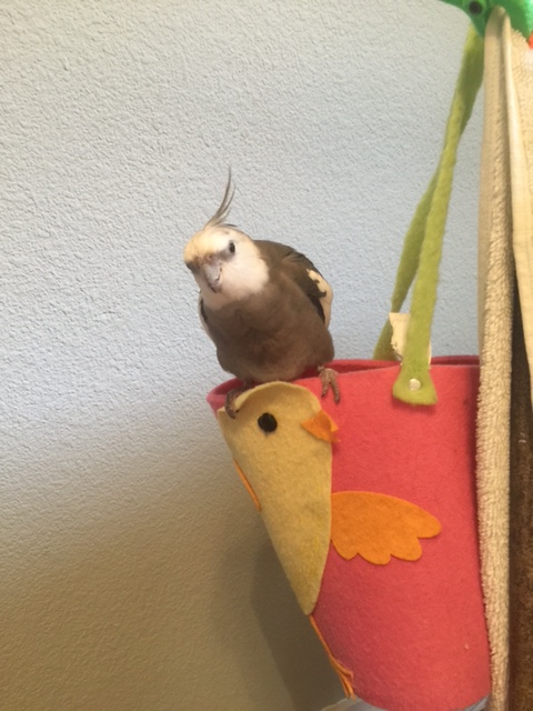 CUTENESS! CUTENESS! CUTENESS! (more slinking, more drooling....)