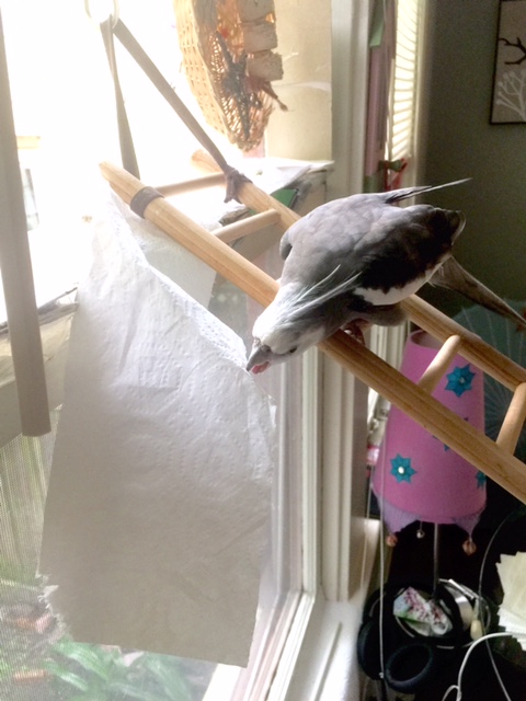 I don't recall asking you to hang over the edge of my ledge like this. 