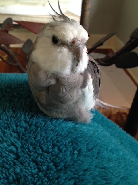 Pearl. Showcasing his many fluffy feathers.
