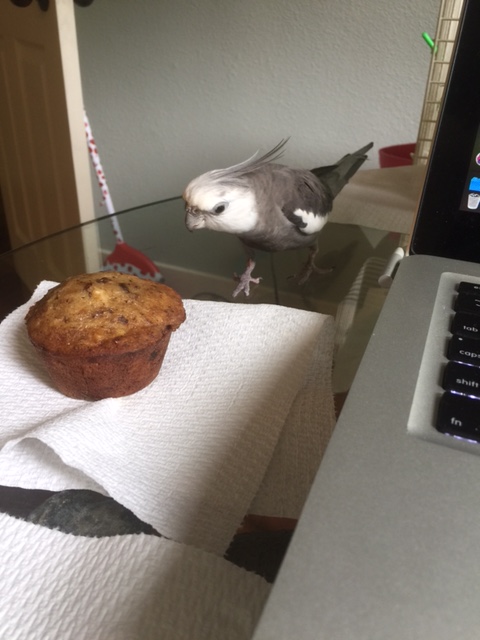 As the white and grey form moves closer, it appears to hone in on the muffin.