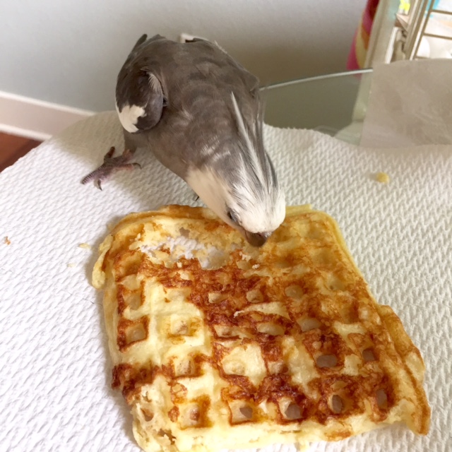 With this tactic, called "The Hunter," other beings deduce from your "active" body language that the delicacy is still in the process of being hunted. Here, they will stay away until they think you have brought it down for them first (by which time, of course, you will be full and finished).