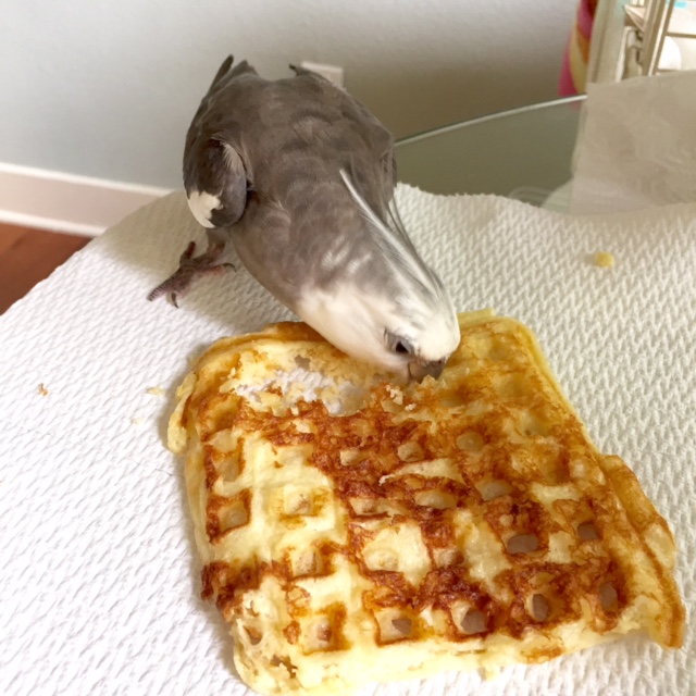 This tactic is called the "Beak Plant." This works because - strangely enough - most beings will steer clear of a delicacy after its current owner has wiped its nostrils all over it.