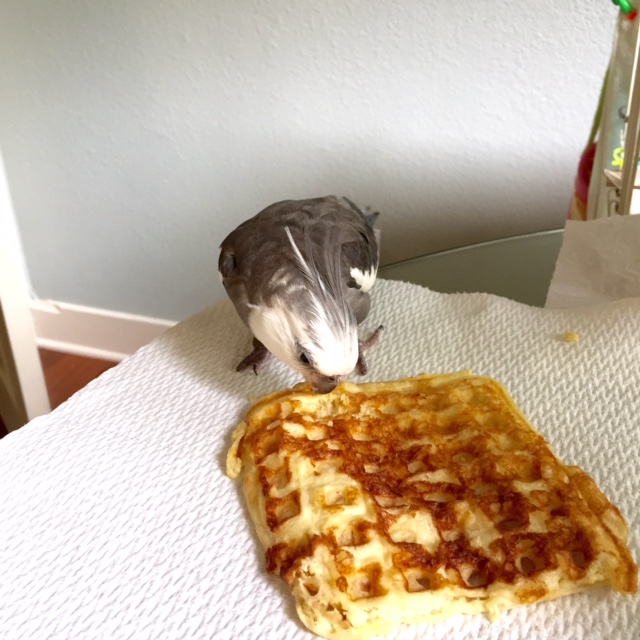 Don't worry, waffle....I will guard you with every feather on my body.