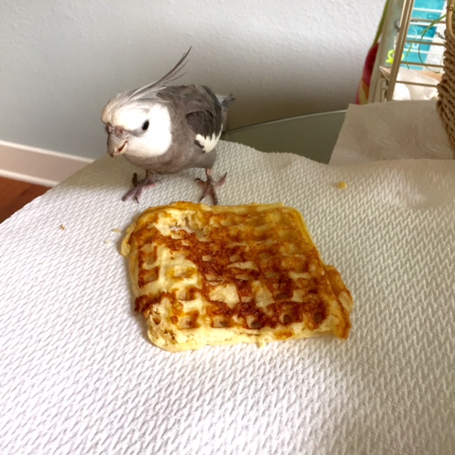 Yes, that's right. You. Yes, you, over there - the large one with no feathers. Don't make me bring my A-game!