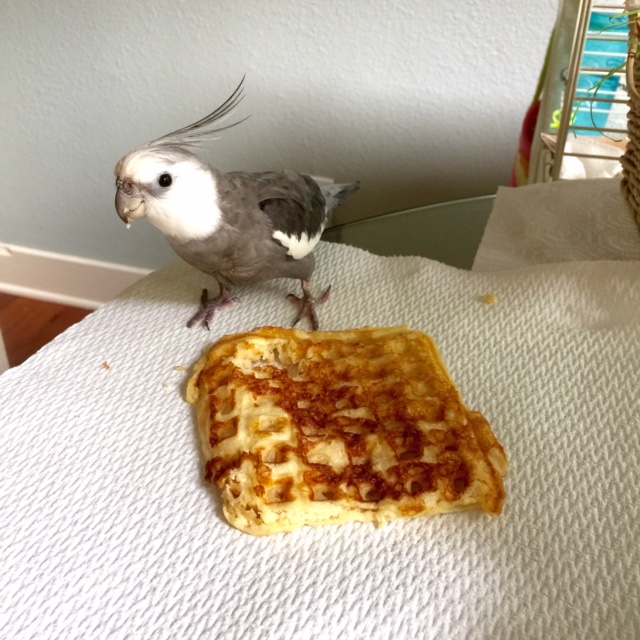 Yes, that's fine, Mom - you can take a picture for the fans. No - that's close enough. Well, the waffle is camera-shy. Because I just know, that's how.