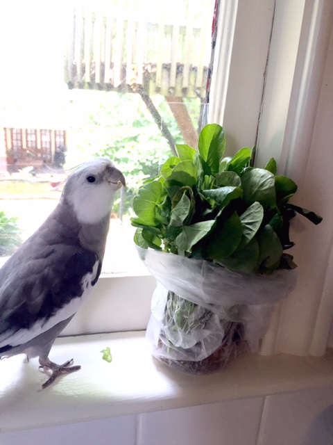 What, Mom? There's no marauding going on here - I assure you. I'm just curious about what the small shelled being enjoys.