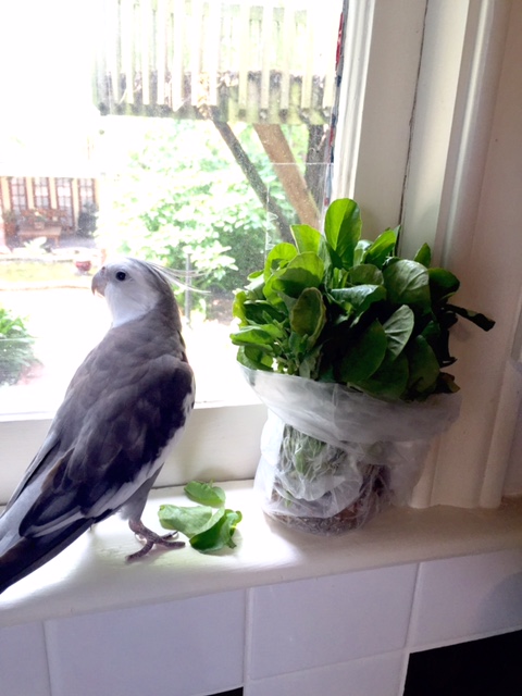 Uh oh.....I hear her coming back. I'll just play it cool.