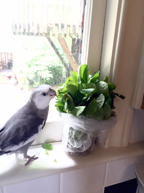 In fact, to better understand and appreciate her preferences, I might even try a tiny sample myself.