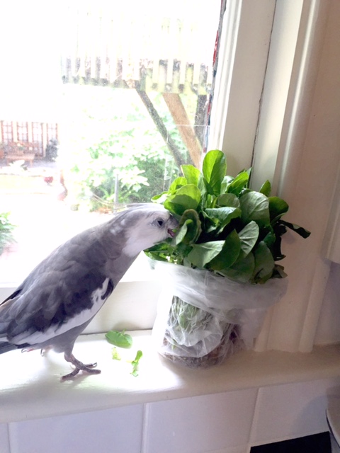 Maybe one more tiny sample - just so I can really get a sense of this dish's flavor and appeal.