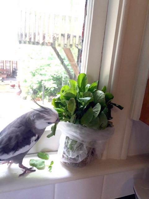 Oh yes, you're coming DOWN, baby....!