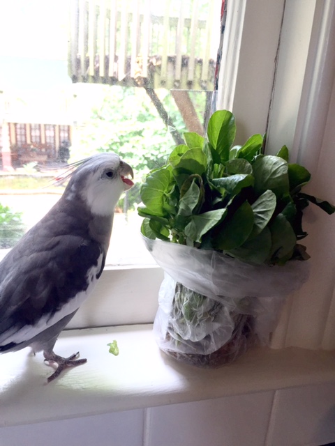 Oh good....she went to go check on the shelled being. Blech! Now I can maraud to my heart's content!