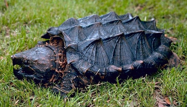 An alligator snapping turtle, looking very spiky and prehistoric.