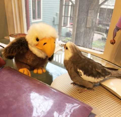Well yes sir, Mr. Bald Eagle President sir, I would be happy to take a photo with you and give you my claw-o-graph! Happy fourth of July!
