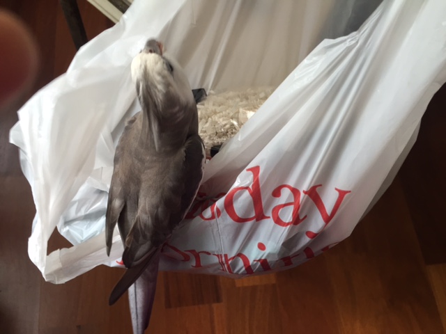 Wow, Mom. This is a mighty full bag. I'll have to check it for safety.