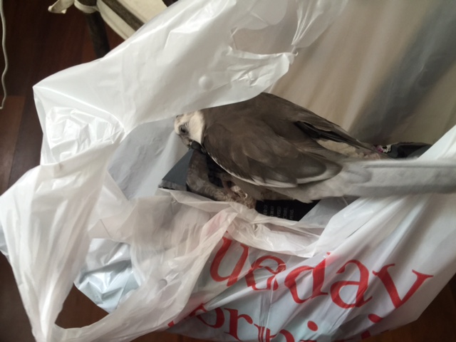 Although I may have to confiscate this crinkly parrot toy for myself....