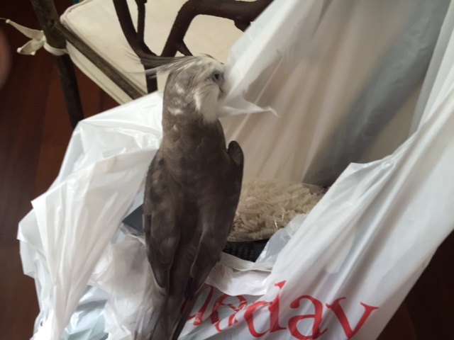 I must say - this crinkly material was an excellent choice - both resilient yet somehow crispy!