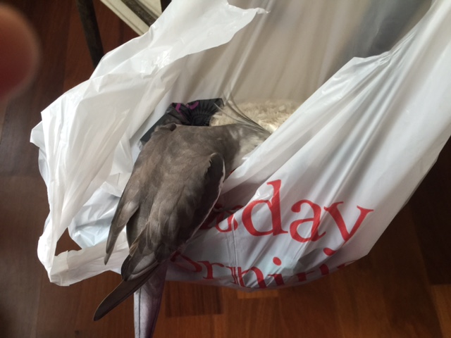 Now for an interior safety check!