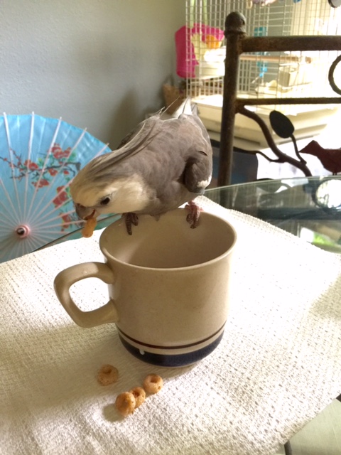 From there, you can add each new Cheerio to your growing pile (whoever has the most "bobs" at the end of a round wins the match).