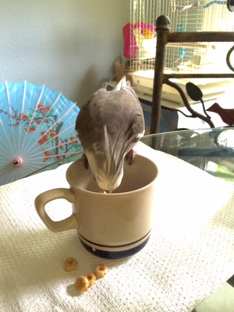 From here, the bobber's role becomes to bob their head down into the bowl and nab a Cheerio with their sharp pointed beak.