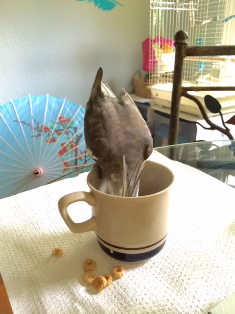 As the bobber gains experience, they realize nabbing one Cheerio with sufficient force can separate it from the increasingly damp herd.