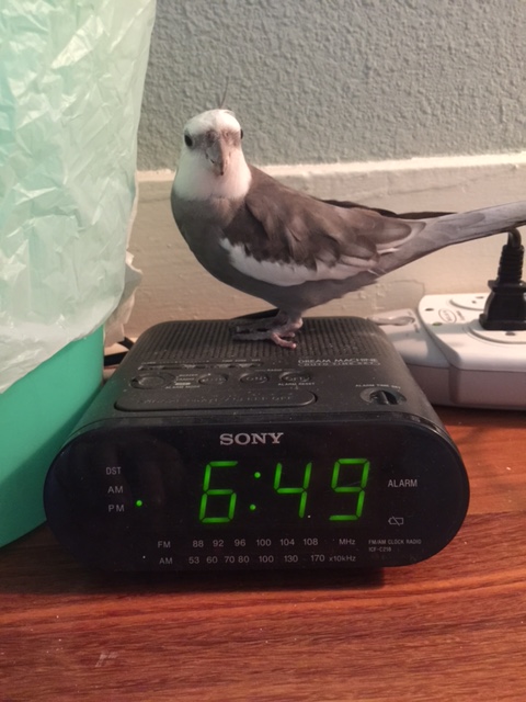 He says he is here to audition as my modeling prop, Mom. 