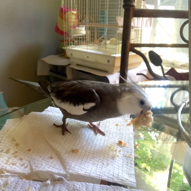 You will know you have lunged deeply enough when you can grip the tasty crust with your beak.