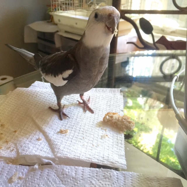 Now straighten back up, taking care to keep your wings back and your chest open. You can keep chewing while you do this part of the routine.