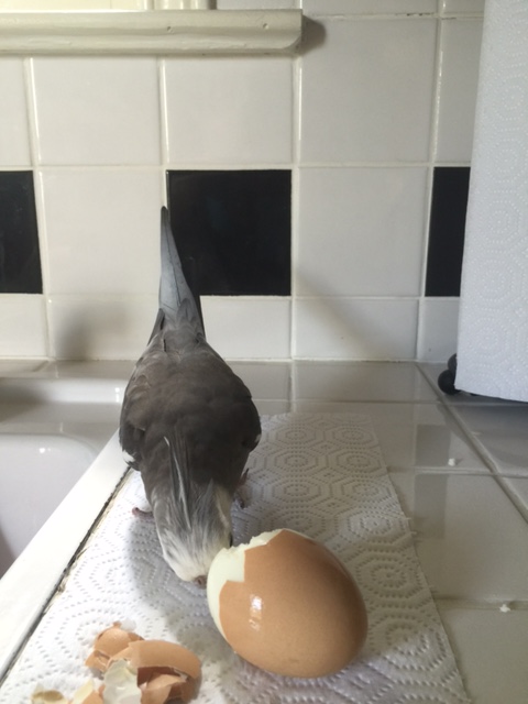 Well you're not very tall, but you are very round and you smell good....very good, in fact.