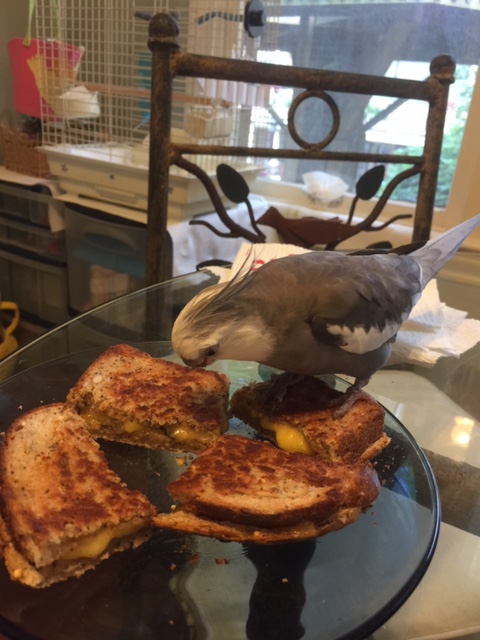 I'd better just go ahead and sample each piece so my flock mates realize I've claimed all of the pieces.