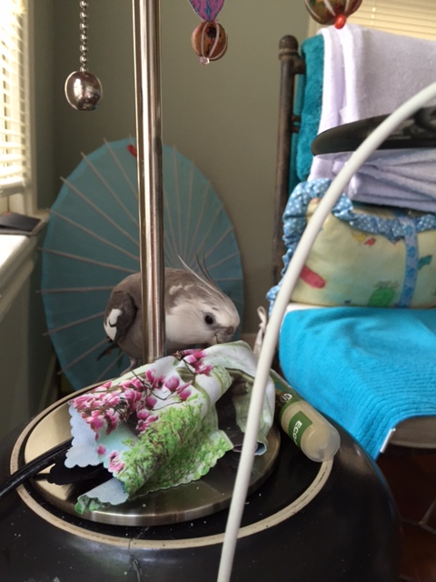 And even the shiest genie will usually come out once they hear the magic words (which, of course, are "all you can eat waffle buffet").