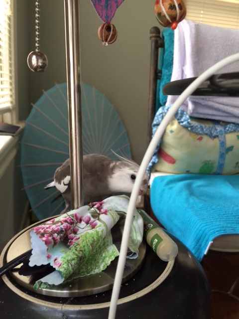 Once you have the genie's undivided attention, be sure to ask for your 3 wishes quickly.