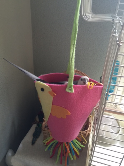 Hmmm. No ladybirds yet. I wonder how long it will take.