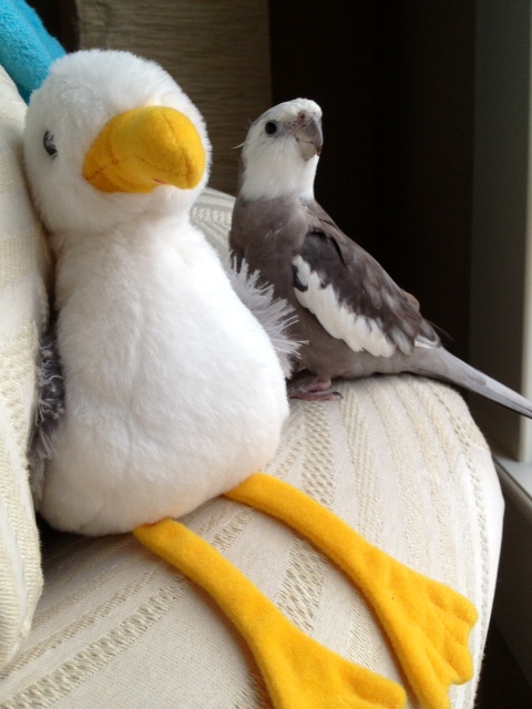 Well I would be proud to take a photo with you, my  seagoing friend! 