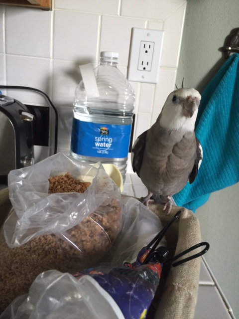 Oh, there is my large featherless assistant. Mom, what did you say this dish is called?