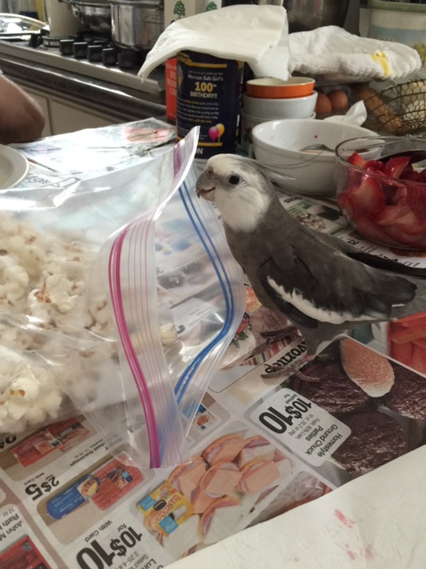 Well, hello. You must be today's popped props. I am Pearl, the feathery and famous super(bird)model.