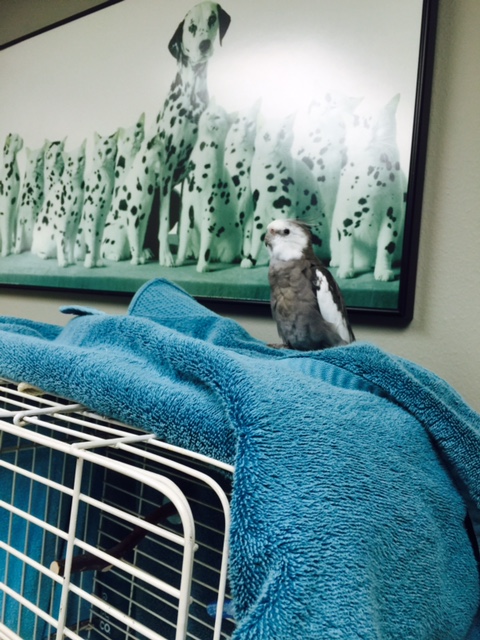 Safety at last. Only a pro like .007 could find such a perfect camouflaged hiding spot.