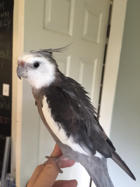 Are you SURE? You don't look ready. Where's the small rectangular flashing device?